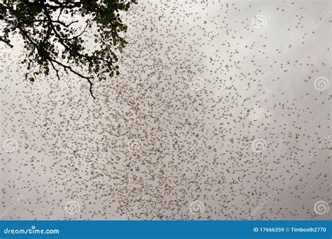 Swarm of termites stock image. Image of group, brown - 17666359