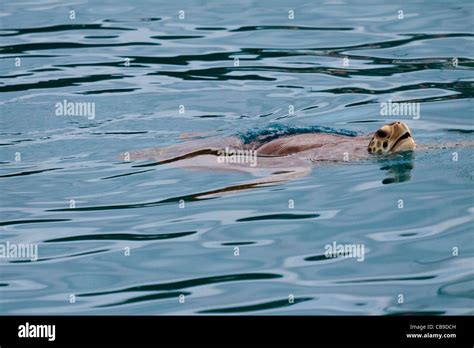 Giant Green Sea Turtle Swimming And Popping Its Head Above Water To