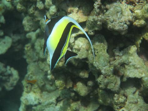 Moorish Idol – Snorkeling Thailand