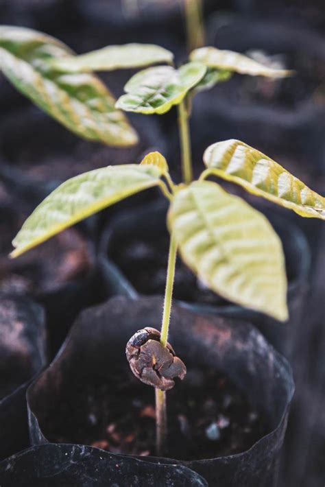 Cocoa Seedling And Cocoa Trees Is Growing New On The Farm 2761402 Stock