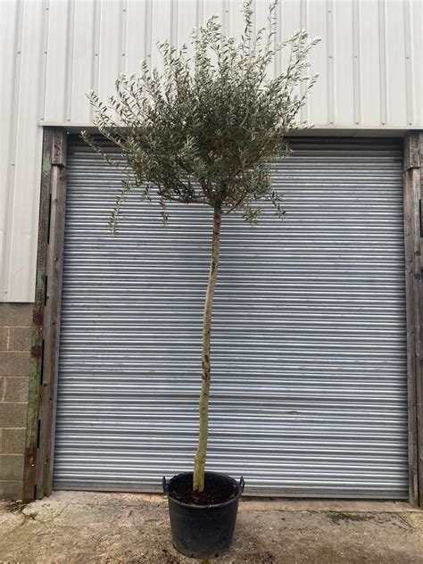 Olive Trees For Landscaping The Norfolk Olive Tree Company