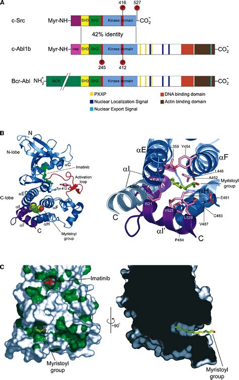 Structural Basis For The Autoinhibition Of C Abl Tyrosine Kinase Cell