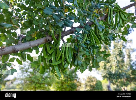 Carob Tree Ceratonia Siliqua Commonly Known As The Carob Tree Or