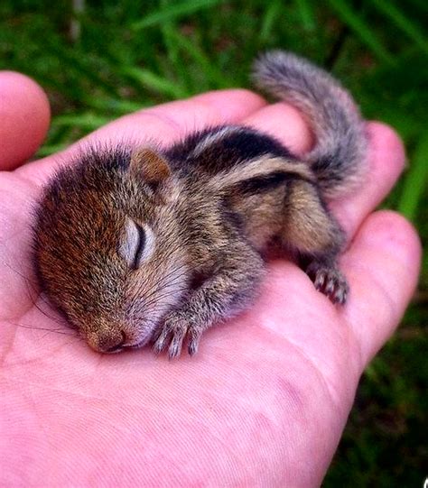 Baby Chipmunk. : r/aww