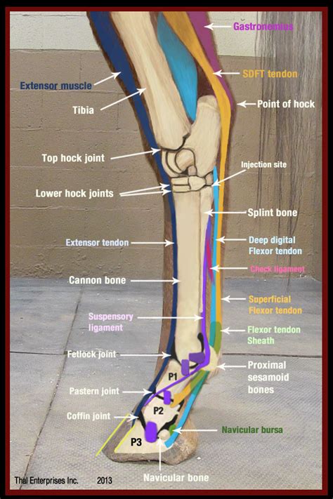 Vitals & Anatomy - Horse Side Vet Guide