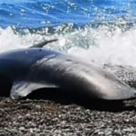 Amendolara Delfino Senza Vita Ritrovato Sulla Costa Ionica Gazzetta