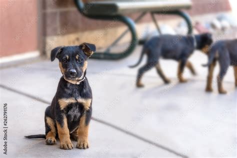 Black And Brown German Shepherd Mix