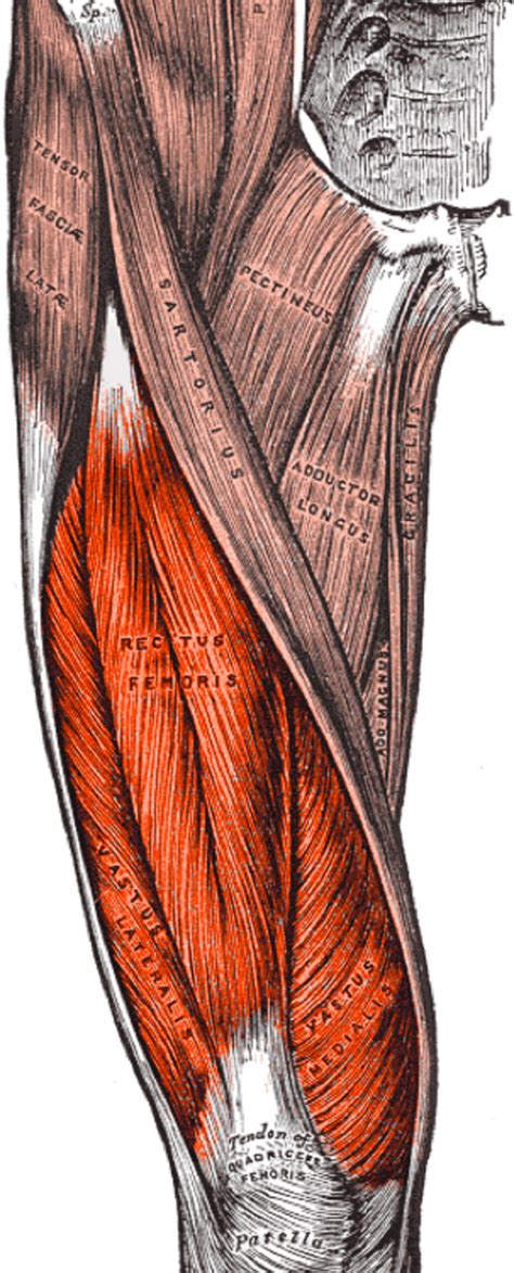 Vastus Medialis Oblique Mri