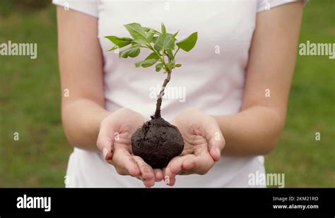 Holding Tree Sapling Stock Videos Footage Hd And K Video Clips Alamy