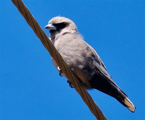 Black Faced Woodswallows Artamus Cinereus The Black Vent Flickr