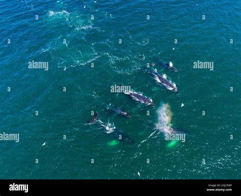 Usa Alaska Aerial View Of Humpback Whales Megaptera Novaeangliae