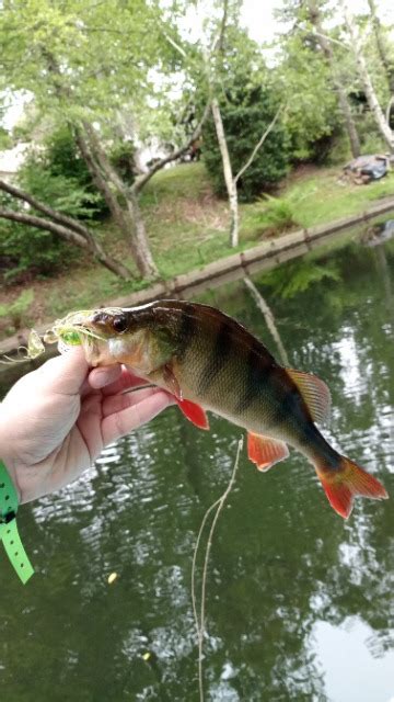 Chatterbait Gunki Boomer Fish And Test