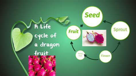 Life cycle of a Dragon fruit by Zenda Lu on Prezi