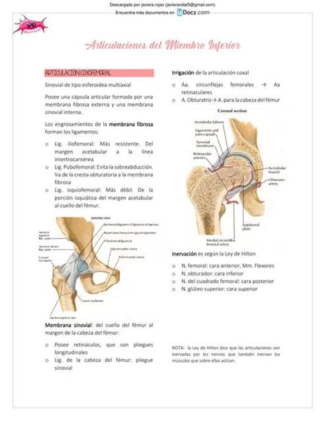Articulaciones Del Miembro Inferior Javiera Rojas Udocz