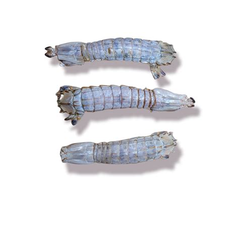 Mantis Shrimp | dehydrated dog & cat treats | Oz Pup Culture