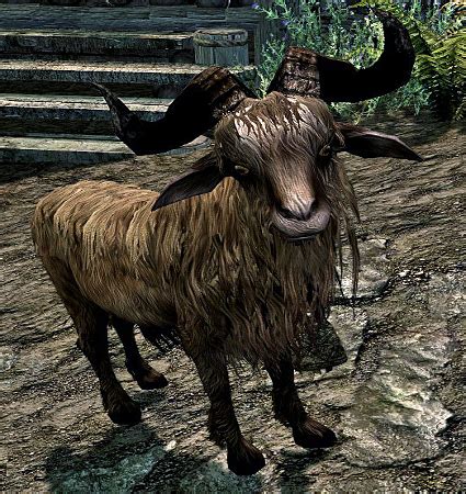 Goat Skyrim The Elder Scrolls Wiki