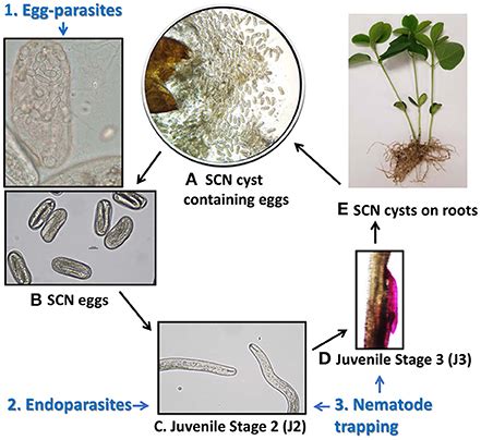 Frontiers Mycobiome Of Cysts Of The Soybean Cyst Nematode Under Long