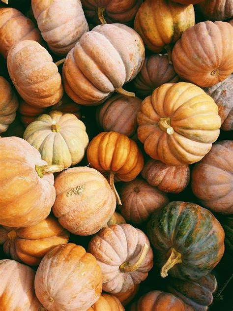 Growing Pumpkins In Containers A Complete Guide — Meadowlark Journal