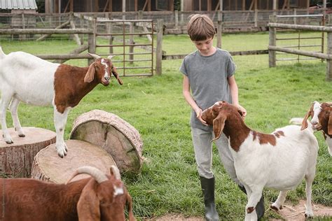 "Child Has Fun Feeding And Petting Animals At The Petting Zoo" by ...