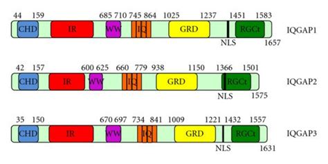 Iqgap Domain Structure In Yeasts Dictyostelium Discoideum And