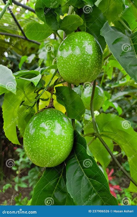 Unripe Passion Fruit On The Tree Passion Fruit Belongs To The Genus