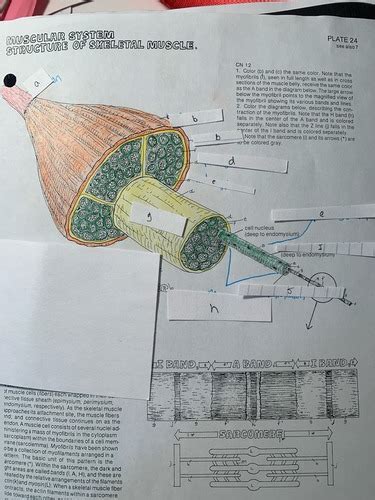 Anatomy Chapter 9 Flashcards Quizlet