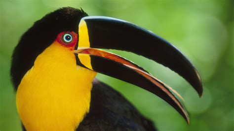 🔥 [65+] Toucan Wallpapers | WallpaperSafari