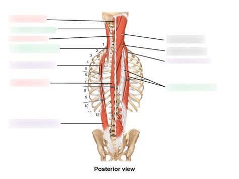 Labelling Skeletal Muscles 10 Diagram Quizlet