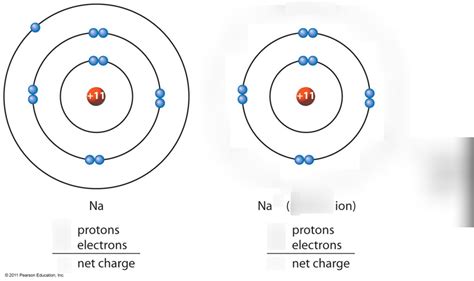 Diagram of Atoms into ions | Quizlet