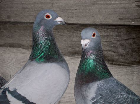 Free Pl Homing Pigeons Stock Photo