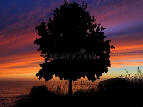 Tree Silhouette Sunset stock image. Image of oregon, california - 85448963