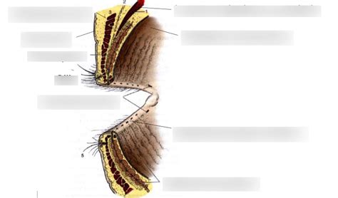 Diagram of Eyelid anatomy | Quizlet