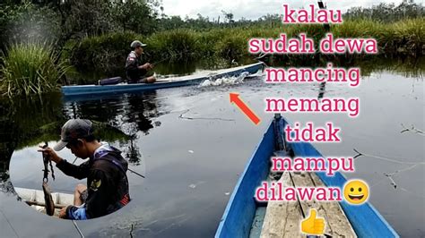 Mancing Ikan Toman Bunga Atau Ikan Kerandang Di Danau Ngeri Ngeri Sedap