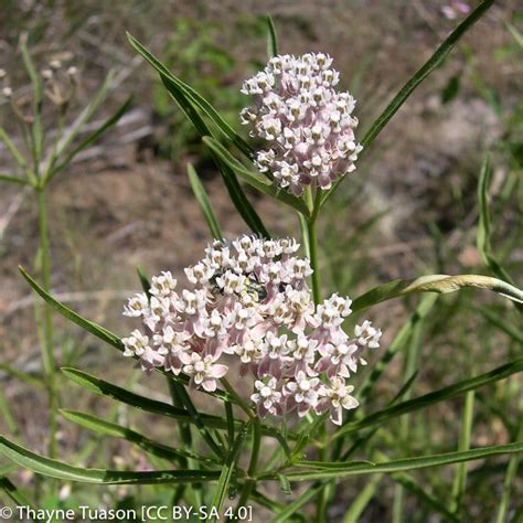 Asclepias fascicularis (Narrow-Leaf Milkweed) | California Native Seeds ...