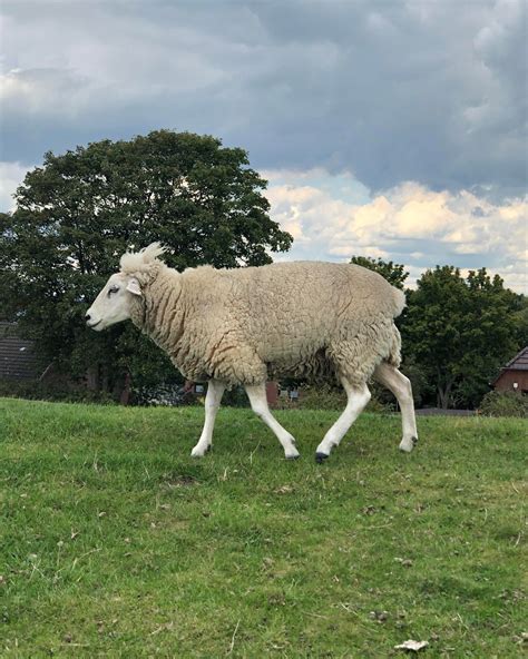 The Sheep Seeing Me Off To School Rsheep