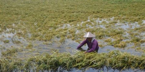 Banjir Melanda Ribuan Hektare Lahan Pertanian Di Jawa Tengah