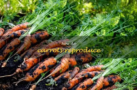 Exploring The Reproductive Cycle Of Carrots Uncovering The Secrets Behind The Plant S Growth