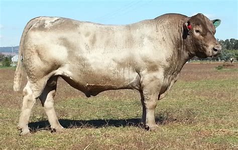 Murray Grey Past Bulls Studs Breeders Beef Cattle