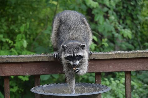 Raccoon Removal, Damage Repair, and Exclusion Services