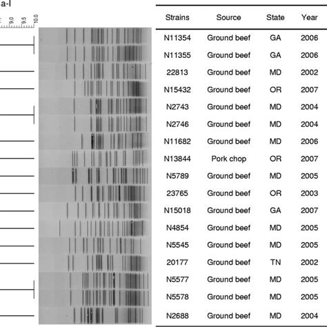 Dendrogram Of Pfge Profiles Obtained By Xbai Digestion For Stec