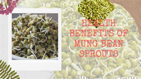 Health Benefits Of Mung Bean Sprouts Youtube