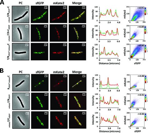 Assembly Of The Nisin Biosynthesis Associated Subcomplexes In B