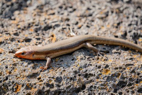 Japanese five-lined skink from Saiko, Fujikawaguchiko, Minamitsuru ...