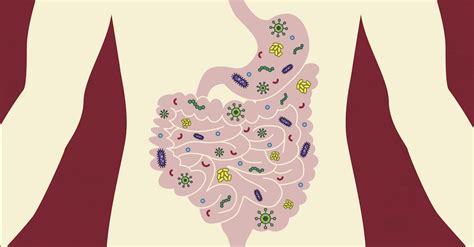 What Is The Relationship Between Gut Microbes And Cancer Dana Farber Cancer Institute