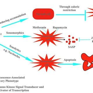 Strategies for the elimination of senescent cells. | Download ...
