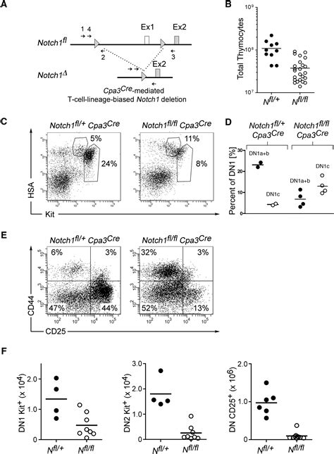 Deletion Of Notch Converts Pro T Cells To Dendritic Cells And Promotes