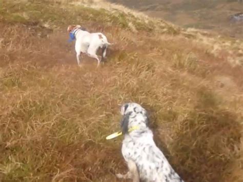 Partie De Chasse Pour Un Setter Anglais Et Un Pointer Vid O