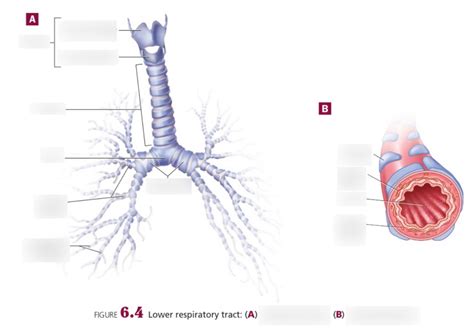 Lower Respiratory Tract Diagram | Quizlet