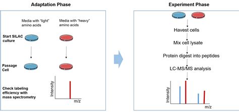 Quantitative Proteomics Isotope Labeling At Dolores Parker Blog