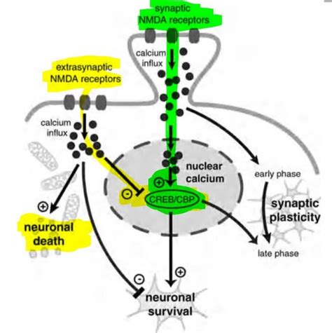 Metabotropic Receptors Flashcards Quizlet